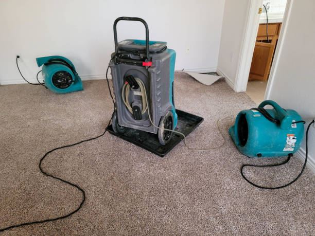 Best Local water damage restoration  in Mulberry, OH